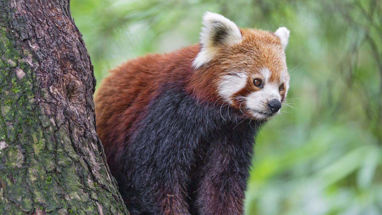 Обои красная панда, дикая природа, животное, размытие