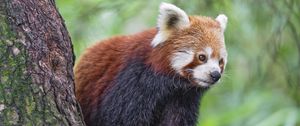 Превью обои красная панда, дикая природа, животное, размытие