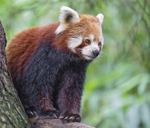 Превью обои красная панда, дикая природа, животное, размытие