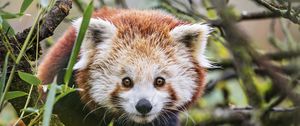 Превью обои красная панда, дикая природа, животное, взгляд