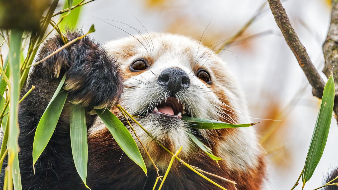 Обои красная панда, дикая природа, животное, листья, бамбук
