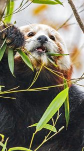 Превью обои красная панда, дикая природа, животное, листья, бамбук