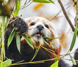 Превью обои красная панда, дикая природа, животное, листья, бамбук
