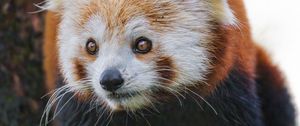 Превью обои красная панда, дикая природа, животное, дикое животное