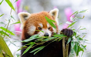 Превью обои красная панда, дикая природа, животное, листья, ветки