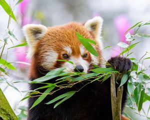 Превью обои красная панда, дикая природа, животное, листья, ветки