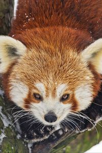 Превью обои красная панда, дикое животное, ветка, кора