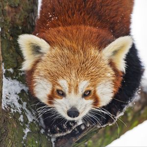 Превью обои красная панда, дикое животное, ветка, кора