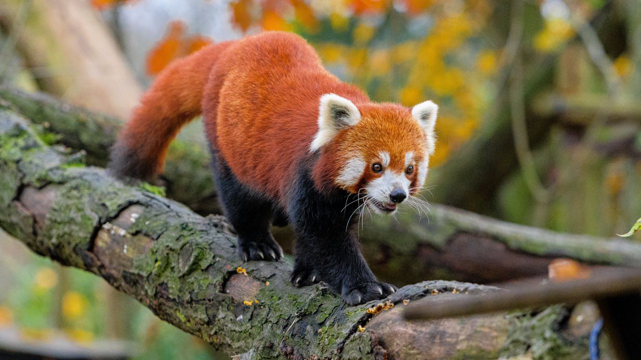 Обои красная панда, движение, лапы, дерево, животное