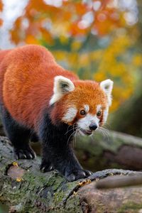 Превью обои красная панда, движение, лапы, дерево, животное