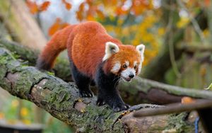Превью обои красная панда, движение, лапы, дерево, животное