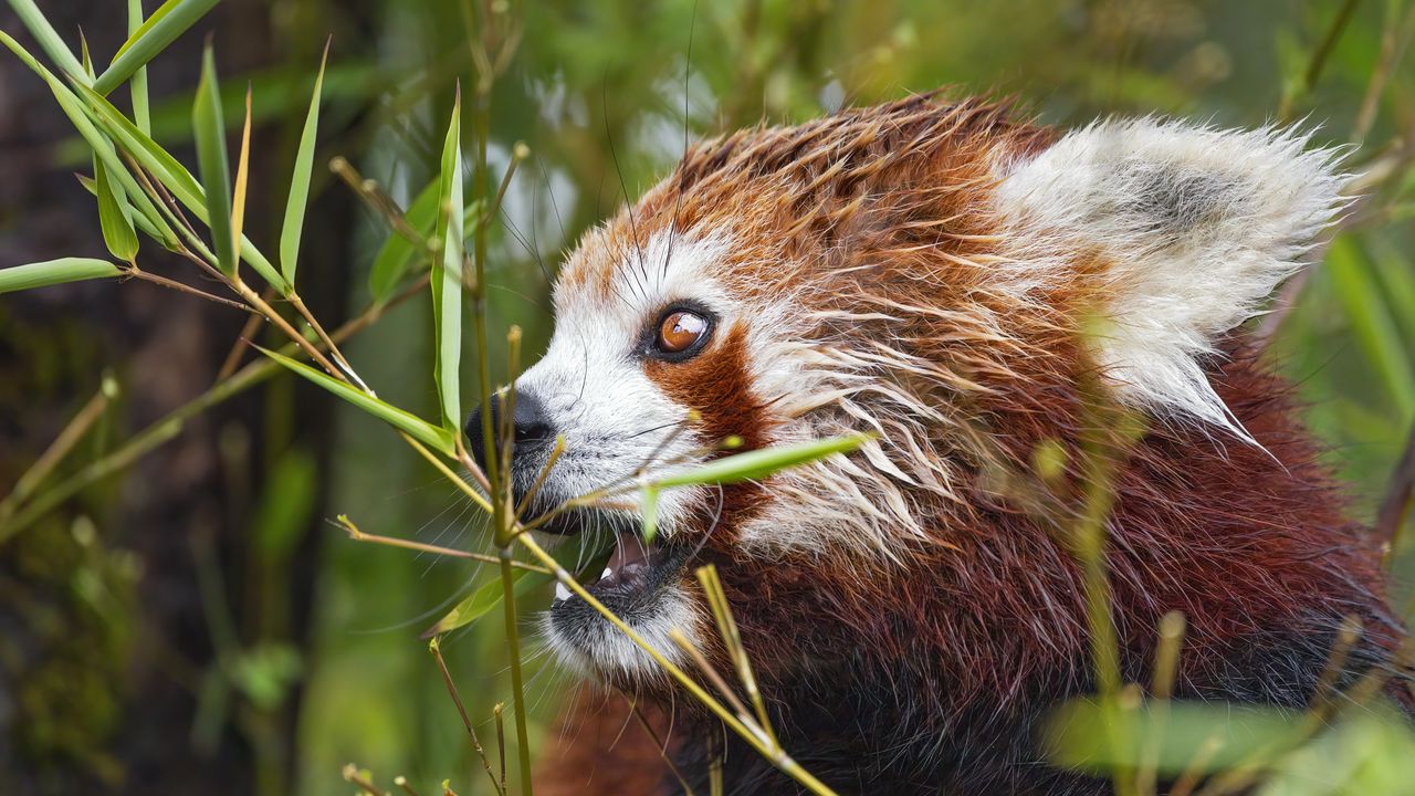 Обои красная панда, глаза, бамбук, животное