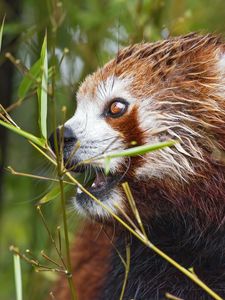 Превью обои красная панда, глаза, бамбук, животное