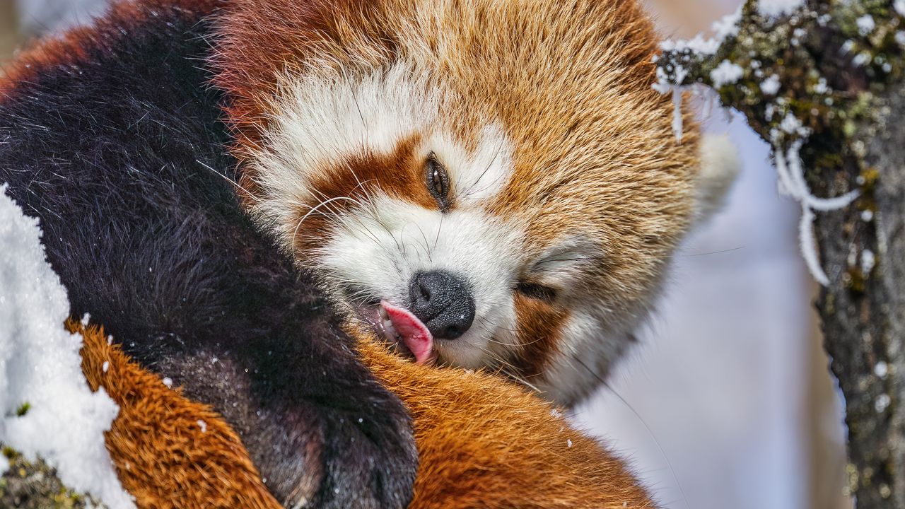 Обои красная панда, язык, забавный, животное, снег