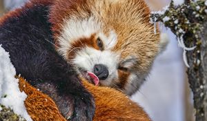 Превью обои красная панда, язык, забавный, животное, снег