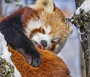 Превью обои красная панда, язык, забавный, животное, снег
