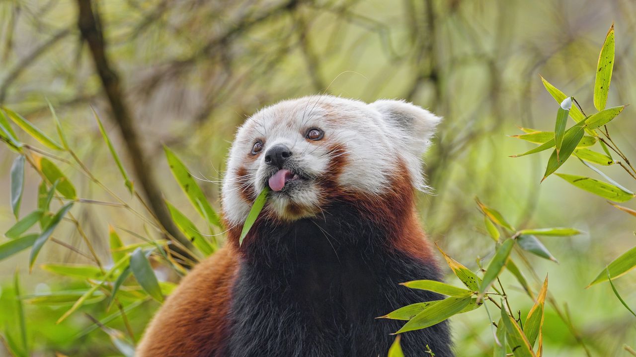 Обои красная панда, язык, животное, листья