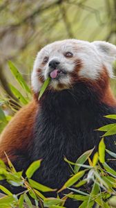 Превью обои красная панда, язык, животное, листья