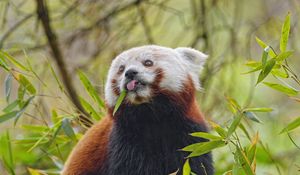Превью обои красная панда, язык, животное, листья