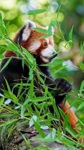 Превью обои красная панда, лапа, дерево, листья, животное