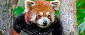 Превью обои красная панда, лапы, бревна, животное