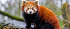 Превью обои красная панда, лапы, дерево, кора, животное