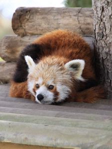 Превью обои красная панда, лежать, панда, отдых