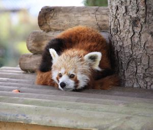 Превью обои красная панда, лежать, панда, отдых