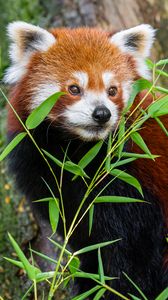 Превью обои красная панда, листья, дикая природа, дикое животное