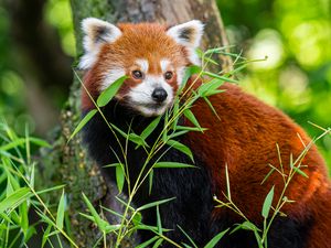 Превью обои красная панда, листья, дикая природа, дикое животное