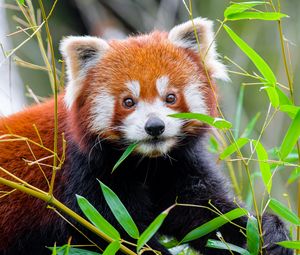 Превью обои красная панда, листья, дикая природа, животное