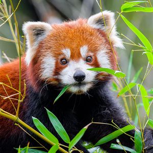 Превью обои красная панда, листья, дикая природа, животное