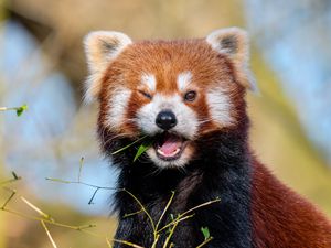 Превью обои красная панда, листья, ветка, дикая природа
