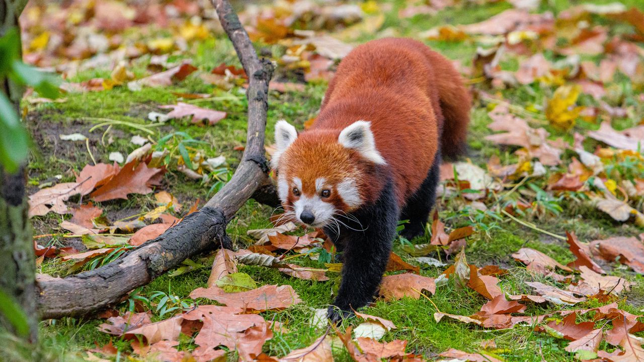 Обои красная панда, листья, ветки, сухой, дикая природа, животное