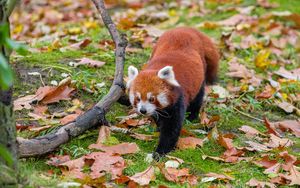 Превью обои красная панда, листья, ветки, сухой, дикая природа, животное