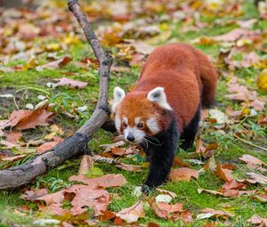 Превью обои красная панда, листья, ветки, сухой, дикая природа, животное