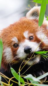 Превью обои красная панда, листья, ветки, дикая природа, животное