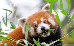 Превью обои красная панда, листья, ветки, дикая природа, животное