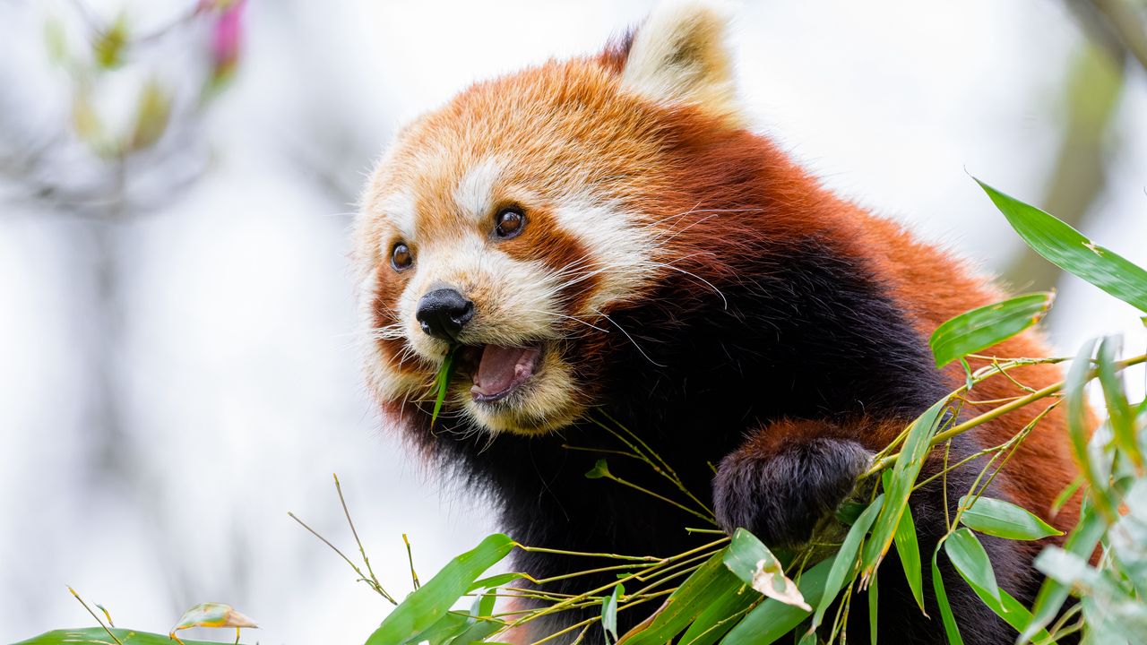 Обои красная панда, листья, животное, дикая природа, размытие