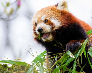 Превью обои красная панда, листья, животное, дикая природа, размытие