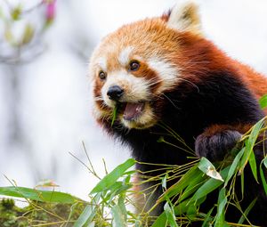 Превью обои красная панда, листья, животное, дикая природа, размытие