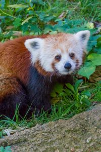 Превью обои красная панда, малая панда, трава, полосатый