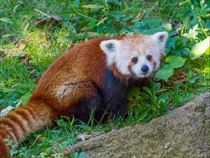 Превью обои красная панда, малая панда, трава, полосатый