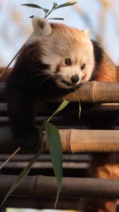 Превью обои красная панда, милый, бамбук