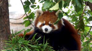 Превью обои красная панда, милый, бамбук, трава