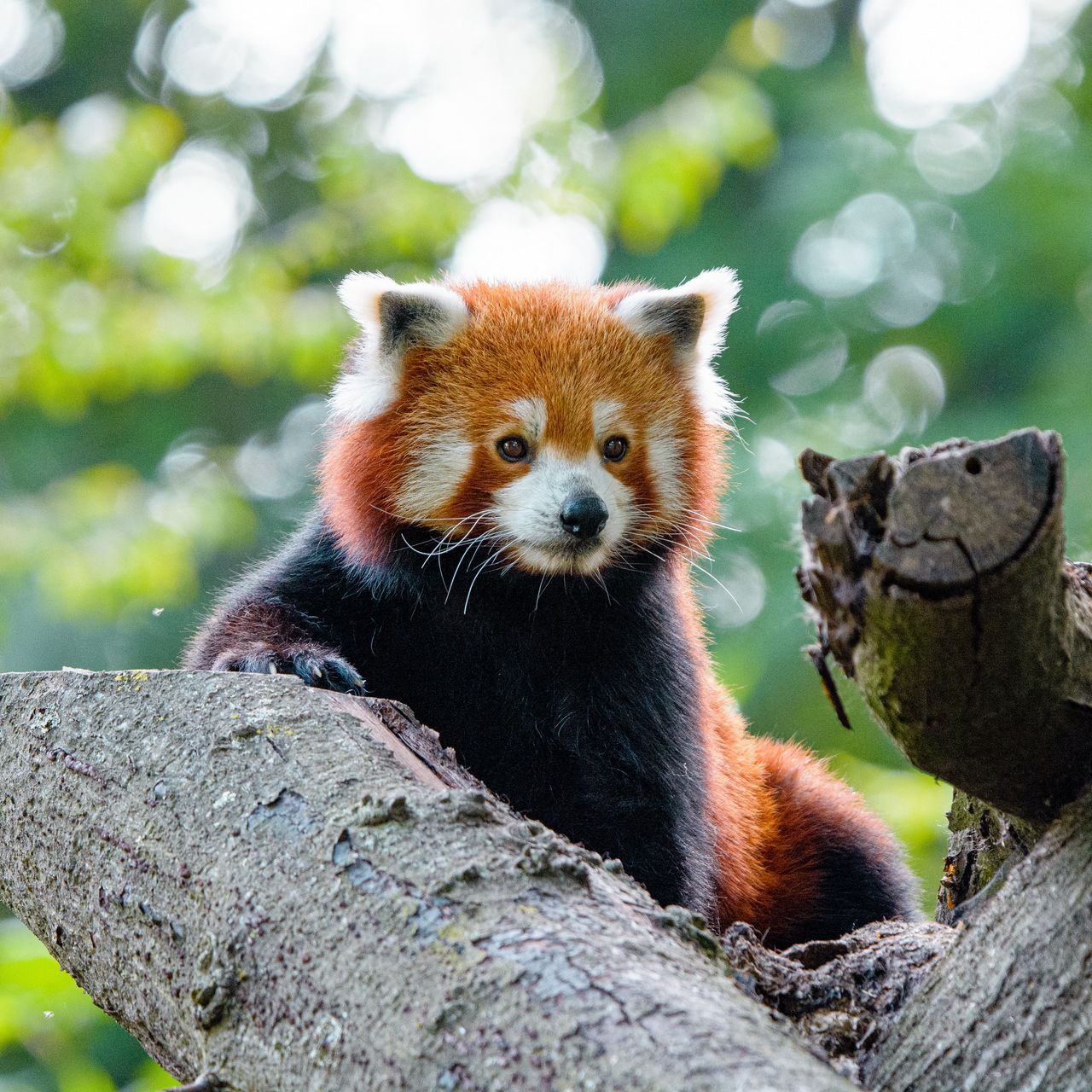 Red panda profile pic