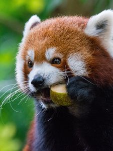 Превью обои красная панда, огненная панда, еда
