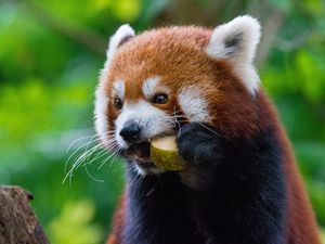Превью обои красная панда, огненная панда, еда