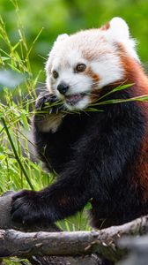 Превью обои красная панда, панда, бамбук, забавный, дерево