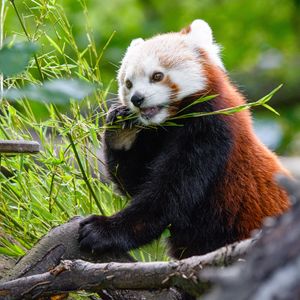 Превью обои красная панда, панда, бамбук, забавный, дерево